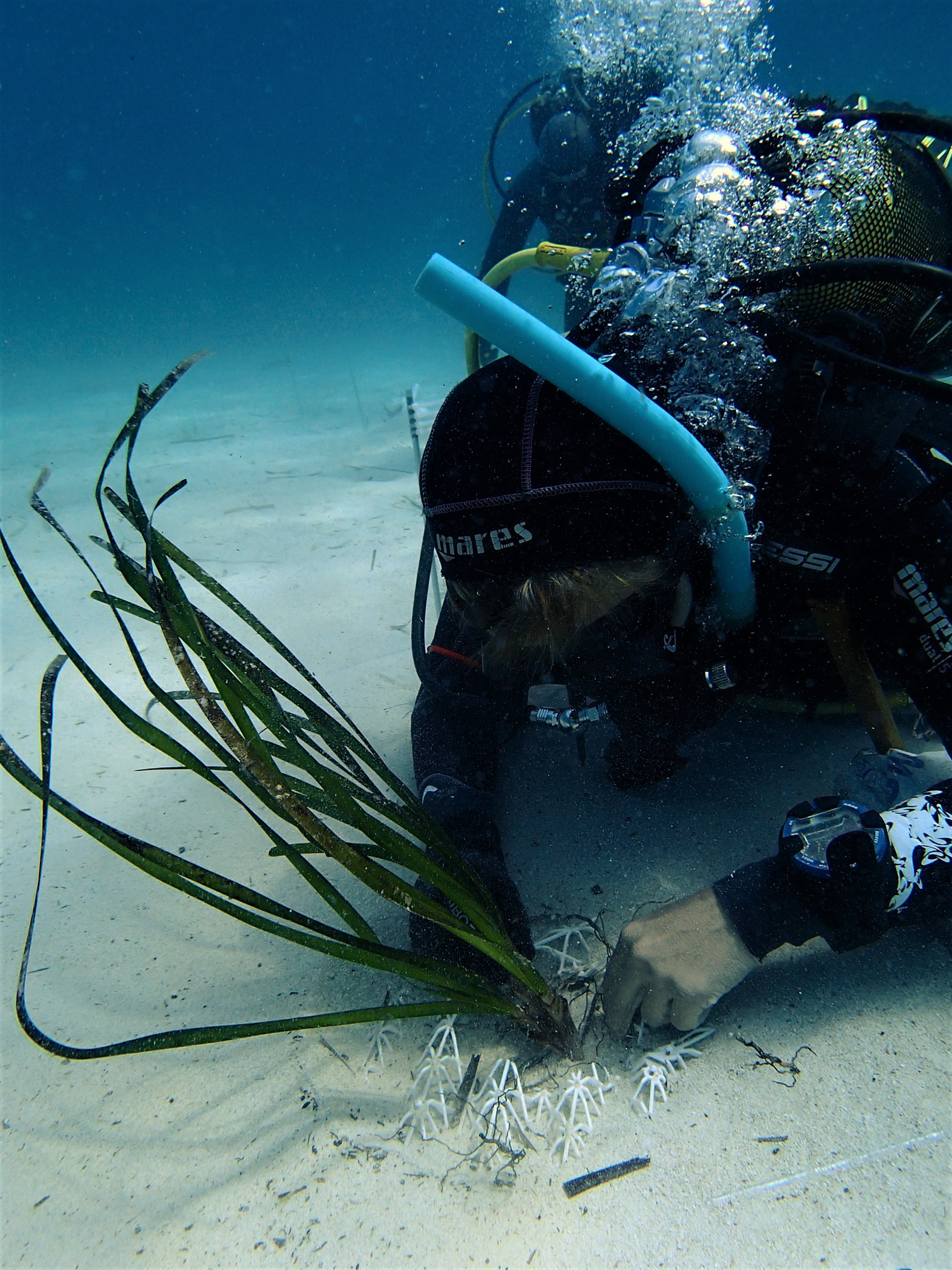 Restoration of Degraded Marine Habitats: Practices, Challenges and Perspectives